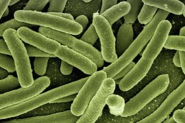 Bakteriler ve virüsler arasındaki mücadeleye dair yeni bilgiler