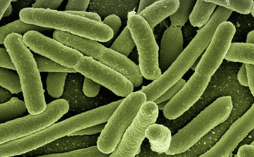 Bakteriler ve virüsler arasındaki mücadeleye dair yeni bilgiler