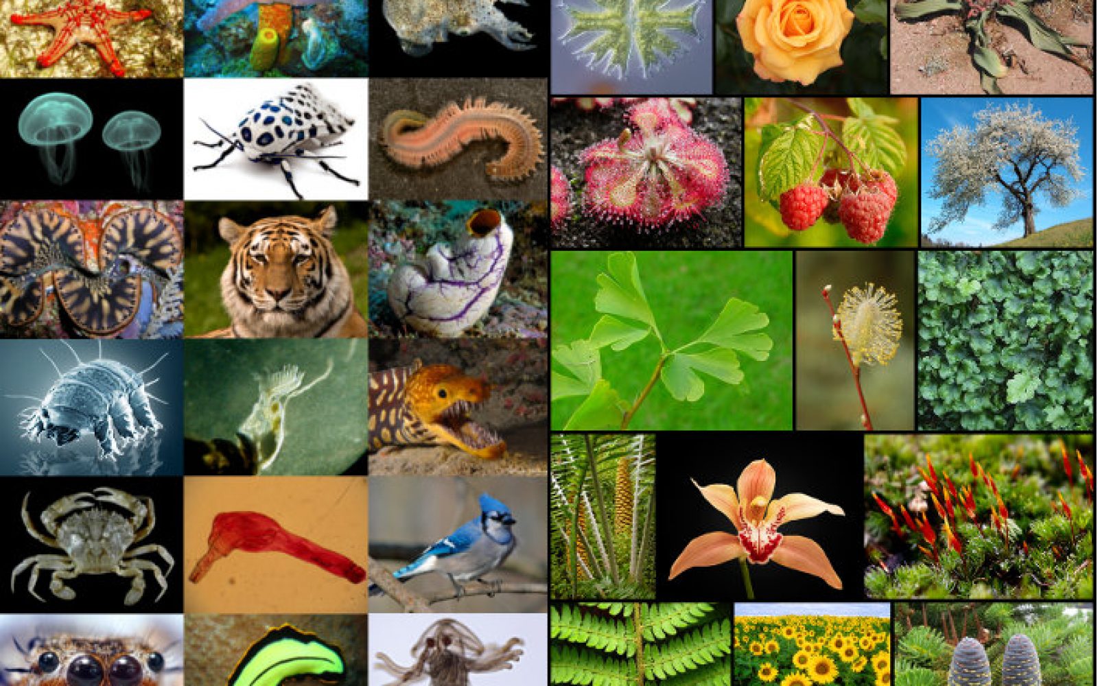 Фото живых организмов. Живые существа. Разнообразные живые организмы. Многообразие природы. Многообразие жизни.