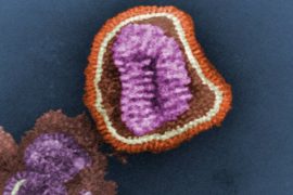 Önemli bir influenza B proteininin yapısı çözüldü