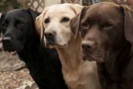 Köpeklerin insan yaşını hesaplamada yeni formül