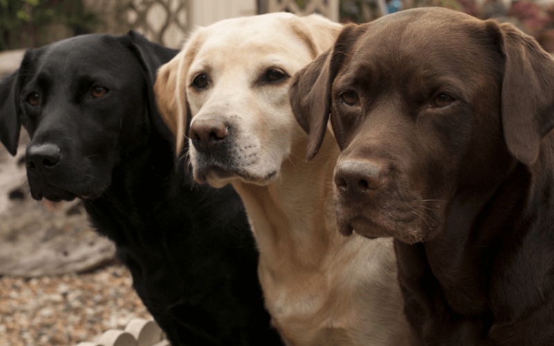 köpeklerin insan yaşı