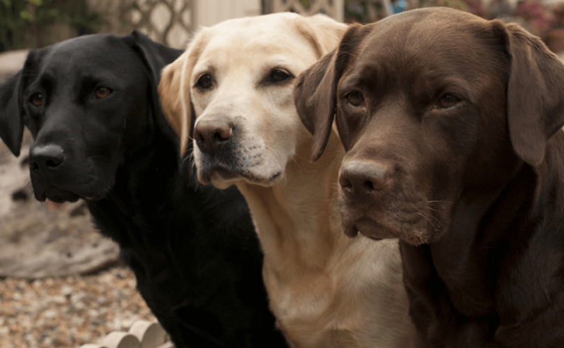 Köpeklerin insan yaşını hesaplamada yeni formül