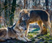Köpek ve kurt arasında sanılandan çok daha fazla benzerlik var