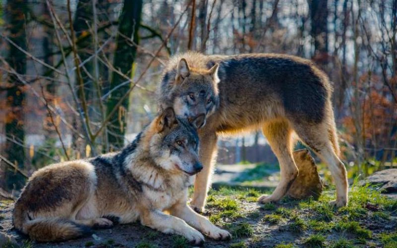 Köpek ve kurt arasında sanılandan çok daha fazla benzerlik var
