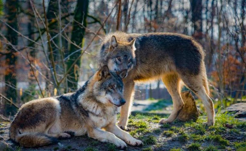 Köpek ve kurt arasında sanılandan çok daha fazla benzerlik var