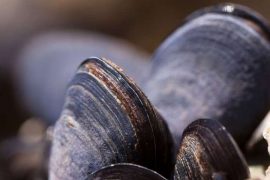 Kalbi onarmada midyeden esinlenilen doku yapıştırıcısı