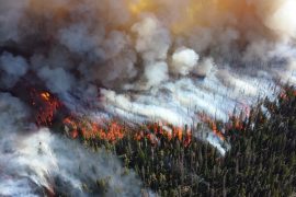 Yangınlar Avustralya’daki ormanların beşte birini yok etti