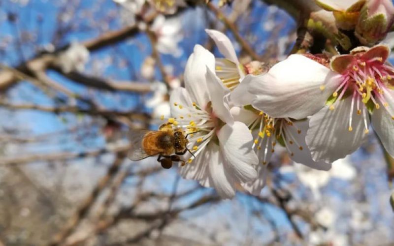 Arıların yaptığı polenleme mahsul verimini artırıyor