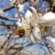 Arıların yaptığı polenleme mahsul verimini artırıyor