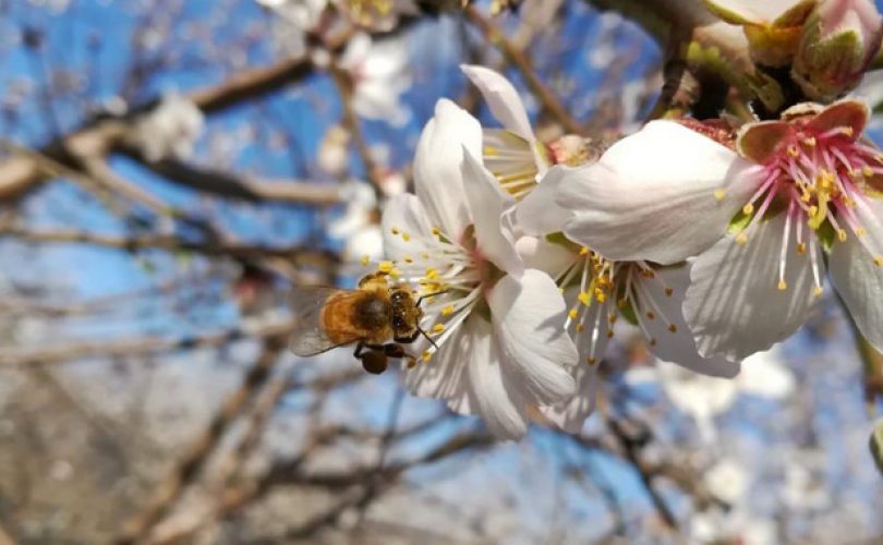 Yabanarıları bitkileri çiçek açmaları için teşvik ediyor