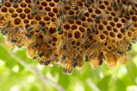 Arıları genetiği değiştirilmiş bakteriler mi kurtaracak?