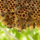 Arıları genetiği değiştirilmiş bakteriler mi kurtaracak?