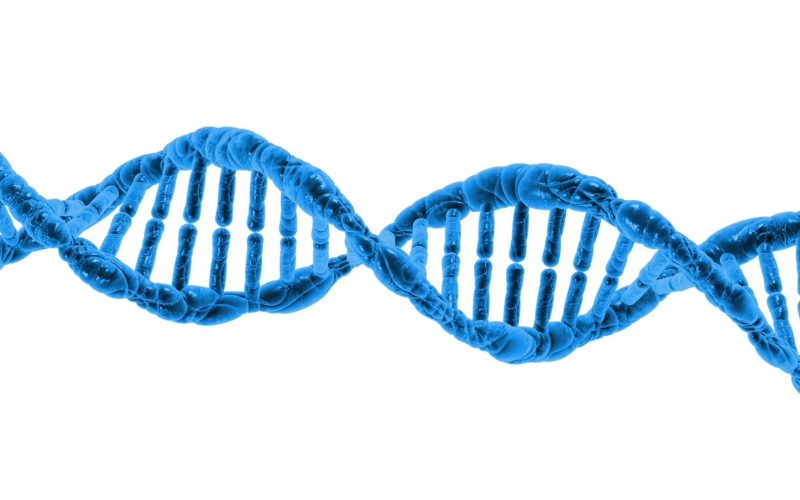 DNA onarım sürecine dair yeni bilgiler