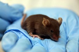 İlaç araştırmaları gen aktarımlı fare talebini artırdı