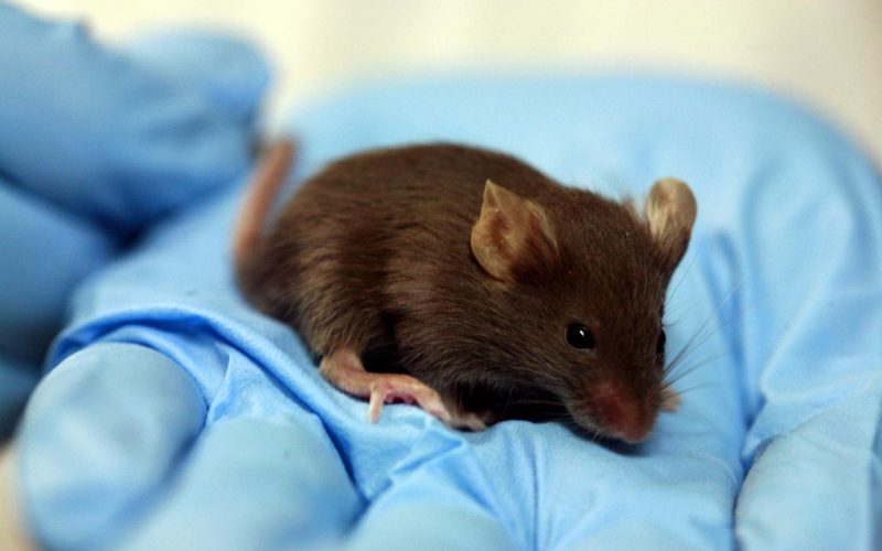 İlaç araştırmaları gen aktarımlı fare talebini artırdı