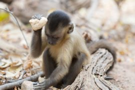 Alet kullanabilen kapuçin maymunları