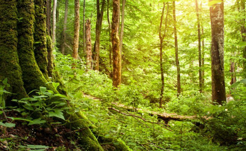 Uluslararası Ormanlar Günü’nde ormanlarımız ve ormancılığımız üzerine…