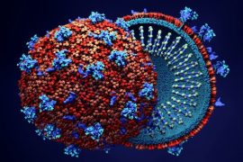 Koronavirüsün hücrelere nasıl bağlandığına dair önemli bulgular