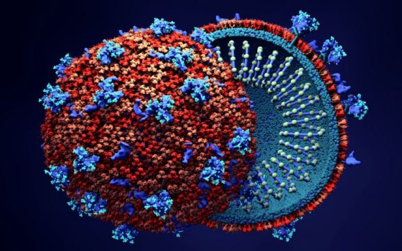 Koronavirüsün hücrelere nasıl bağlandığına dair önemli bulgular
