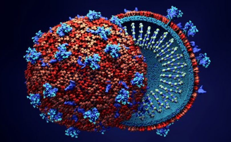 Koronavirüsün hücrelere nasıl bağlandığına dair önemli bulgular