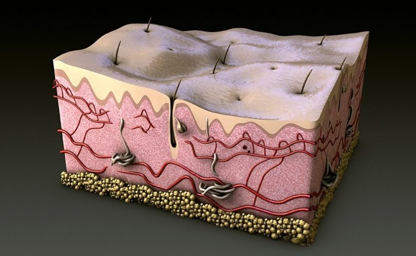 Laboratuvarda cilt ve kıl üretildi