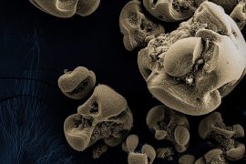 “Mangan yiyen” bakteriler keşfedildi