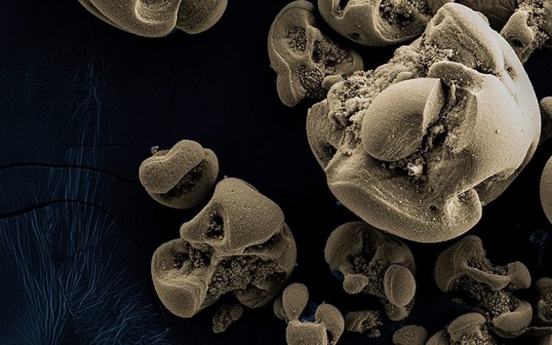 “Mangan yiyen” bakteriler keşfedildi