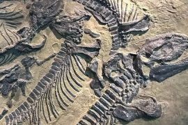 Çin’de lavların altında 125 milyon yıllık dinozor kalıntısı bulundu