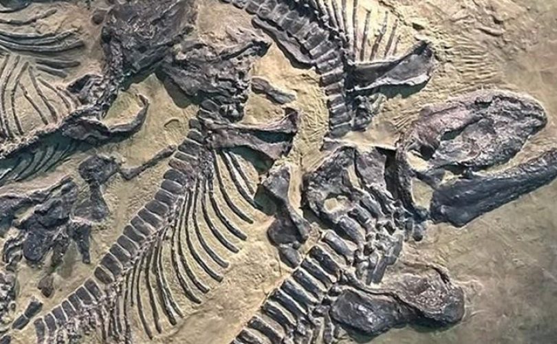 Çin’de lavların altında 125 milyon yıllık dinozor kalıntısı bulundu