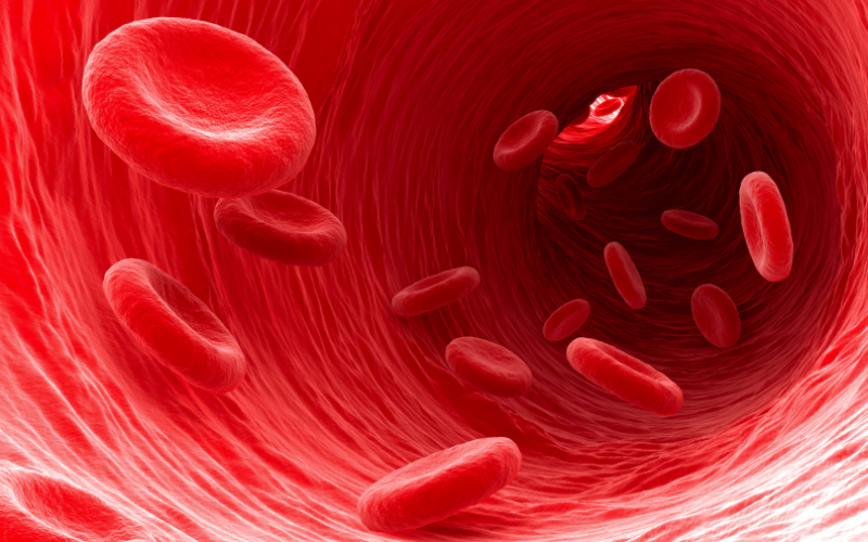 Kan nedir ve tedavi amaçlı kan ürünleri nasıl elde edilir?