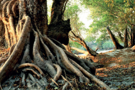 Bitkiler de görebilir, duyabilir, koklayabilir, hatta karşılık verebilir (2)