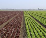 Tarım çözülürken, ekonomi inşaatlaşıyor