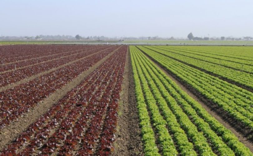 Tarım çözülürken, ekonomi inşaatlaşıyor