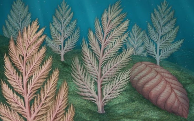 Deniz tabanında yaşamış bu canlı, evrimin eksik halkası mı?