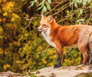 Tilkilerin kısa ama renkli hayatı