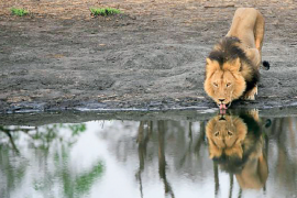 Afrika’da para karşılığı avlanma aslan neslini tehdit ediyor