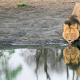 Afrika’da para karşılığı avlanma aslan neslini tehdit ediyor