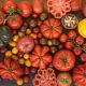 Beden ve akıl sağlığı için domates