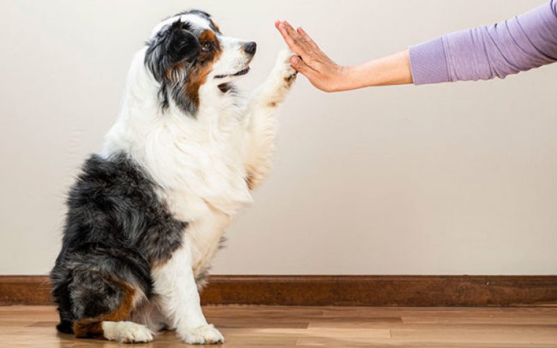 Köpek sahibi olanlar daha sağlıklı