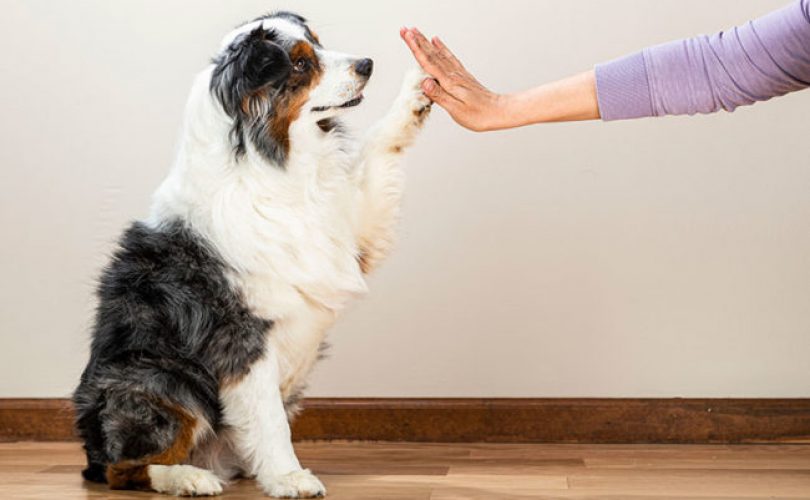 Köpek sahibi olanlar daha sağlıklı