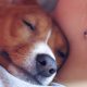 İnsan sevgisi köpeklerin genlerinde var