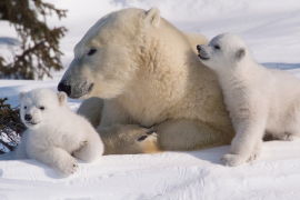 Kutup ayıları küresel ısınmadan en fazla etkilenecek canlı türü