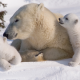 Kutup ayıları küresel ısınmadan en fazla etkilenecek canlı türü