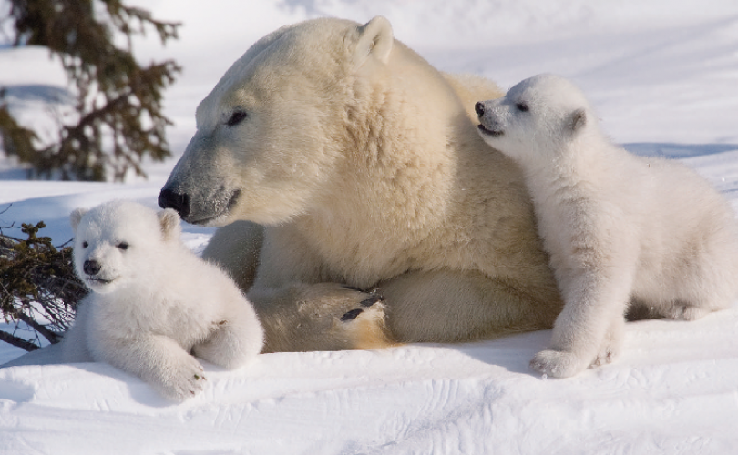 Kutup ayıları küresel ısınmadan en fazla etkilenecek canlı türü