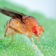 Bilim insanlarına tam 6 kez Nobel kazandıran sinek