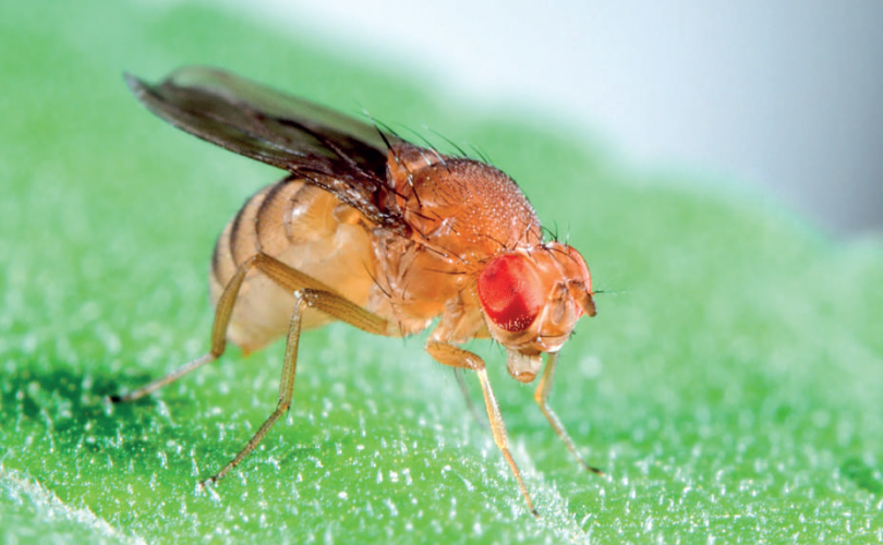 Bilim insanlarına tam 6 kez Nobel kazandıran sinek
