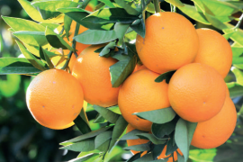 C vitamini deposu olarak portakal
