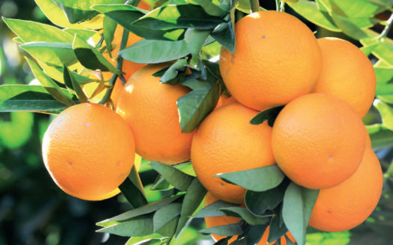 C vitamini deposu olarak portakal