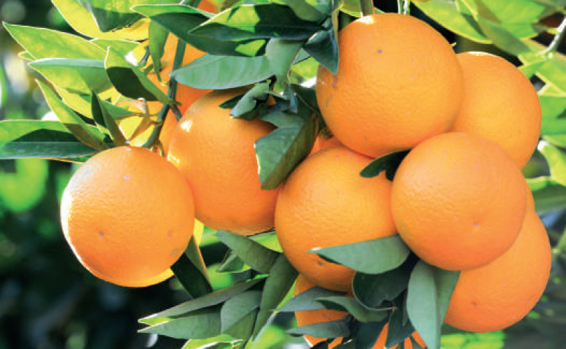C vitamini deposu olarak portakal